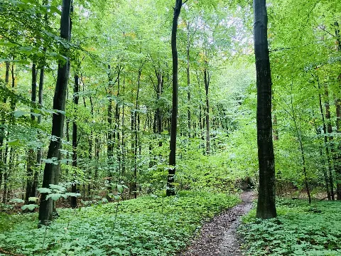 Charlottenlund Skov – billede 1