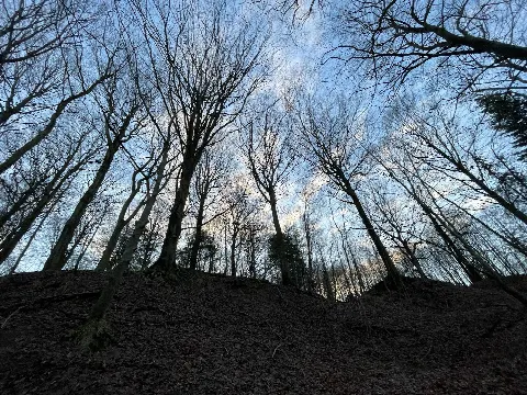Sofienlund Skov – Foto 2