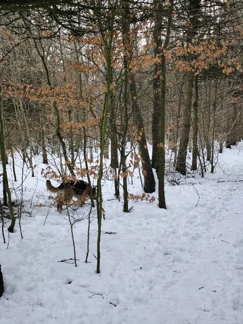 Hjallerup Hundeskov – billede 2