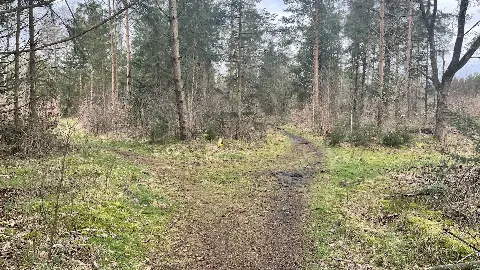 Frøslev Plantage – billede 2