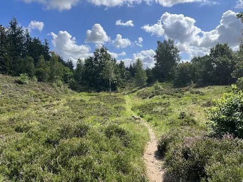 Frøslev Plantage – billede 3
