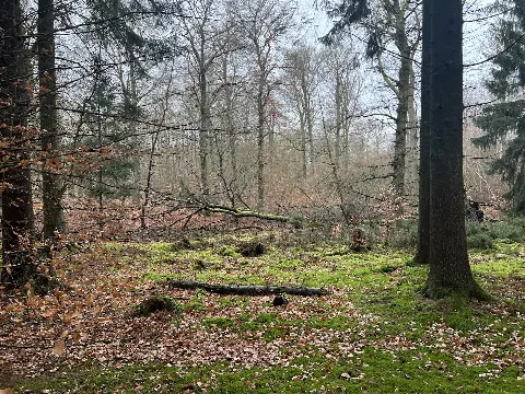 Hareskovene, Bøndernes Hegn – billede 1