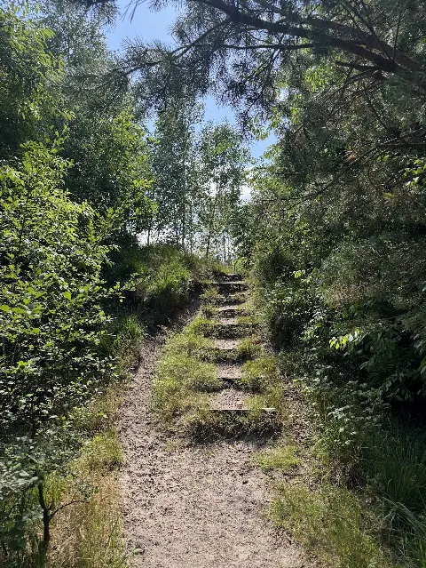 Stensbæk Plantage – billede 3