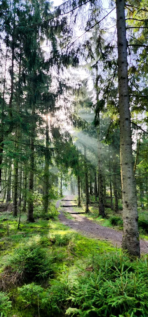 Stensbæk Plantage – billede 1