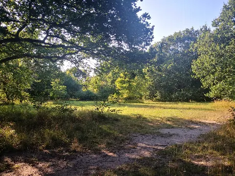 Bognæs Skov – Foto 1