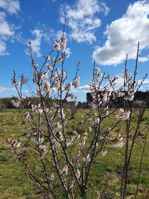 Ringsted Hundeskov, del 1 – Foto 7