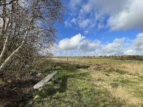 Hundeskov ved Nørre Nebel – billede 2