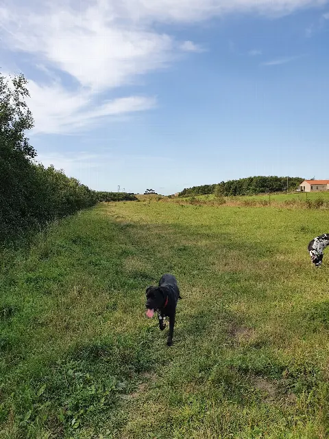 Højbjerg Hundeskov – billede 2