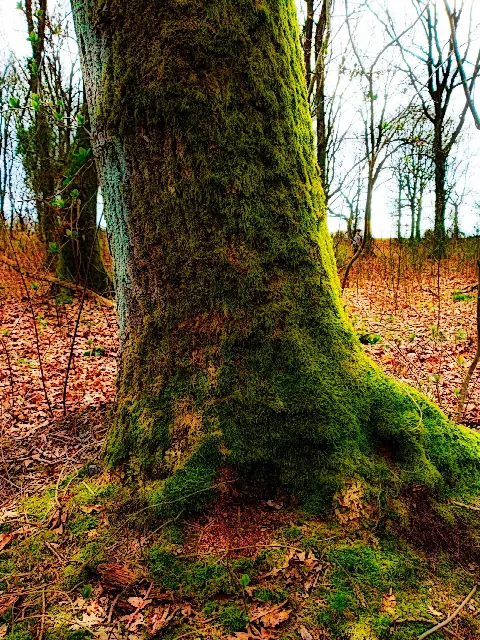 Kolind Hundeskov – Foto 7