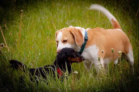Fårup Hundepark – Foto 2