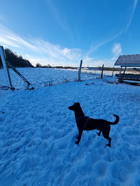 Fårup Hundepark – Foto 3