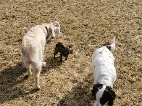 Tørring Hundemark – Foto 4