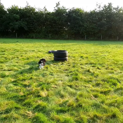 Tørring Hundemark – Foto 9
