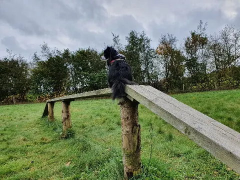 Tørring Hundemark – Foto 10