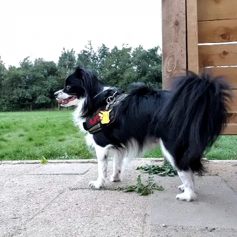 Tørring Hundemark – Foto 7