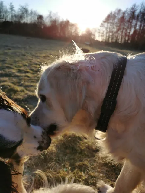 Tørring Hundemark – Foto 8