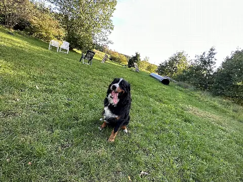 Hundested Hundelegeplads – Foto 2