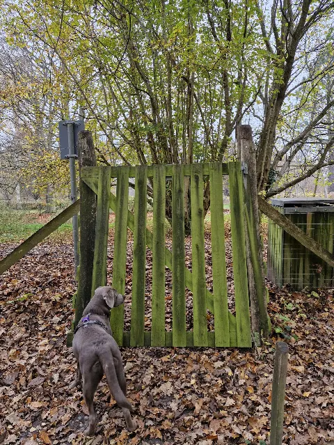 Solgårdsparken Hundeskov – Foto 4