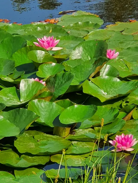 Solgårdsparken Hundeskov – Foto 5