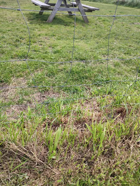 Agility bane for hunde – Foto 9