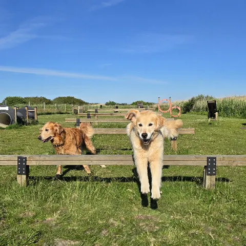 Agility bane for hunde – Foto 4