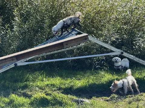 Agility bane for hunde – Foto 5