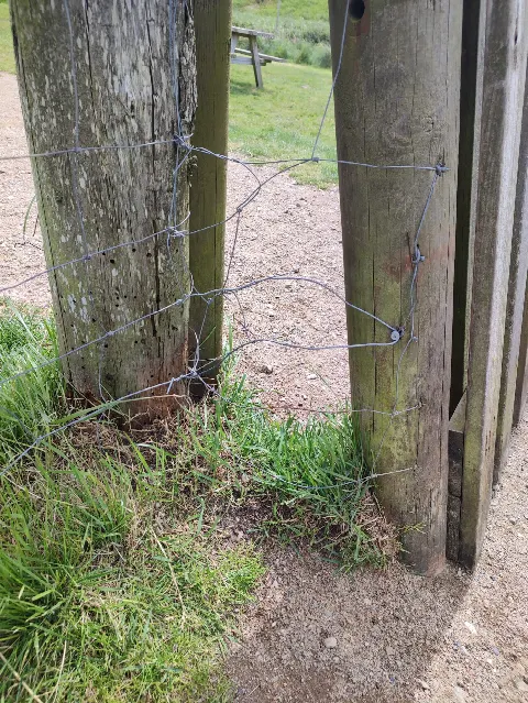 Agility bane for hunde – Foto 10