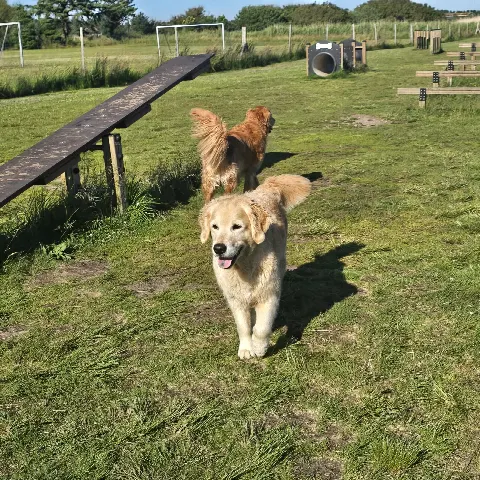 Agility bane for hunde – Foto 8