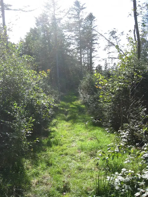 Rønhede Hundeskov – billede 1