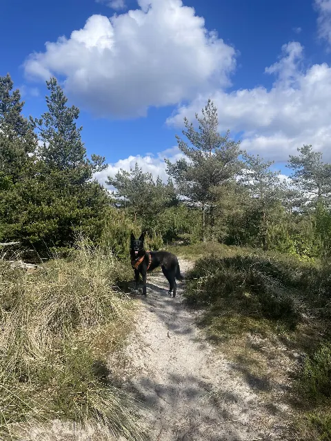 Fanø Plantage – billede 3