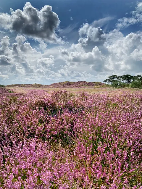 Fanø Plantage – billede 2